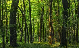 WC0721-CLMN-Up-Front-p1-forest.jpg