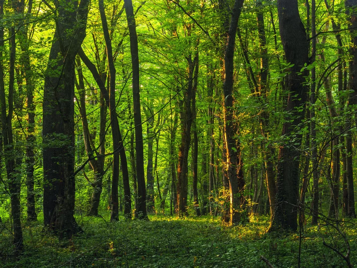 WC0721-CLMN-Up-Front-p1FT-forest.jpg