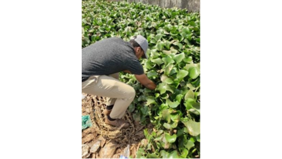 Hya Bioplastics Harvesting Water Hyacinth