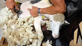 A picture of a sheep being sheathed