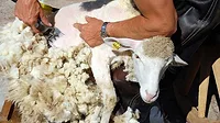 A picture of a sheep being sheathed