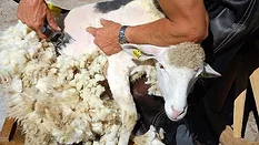 A picture of a sheep being sheathed