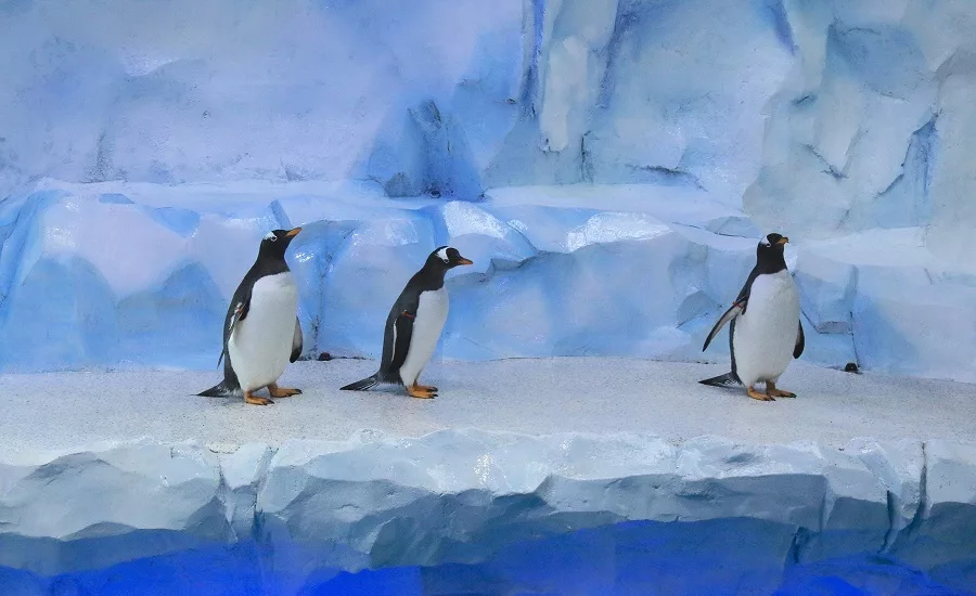 Detroit Zoo Penguin Exhibit 02