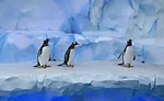Detroit Zoo Penguin Exhibit 02