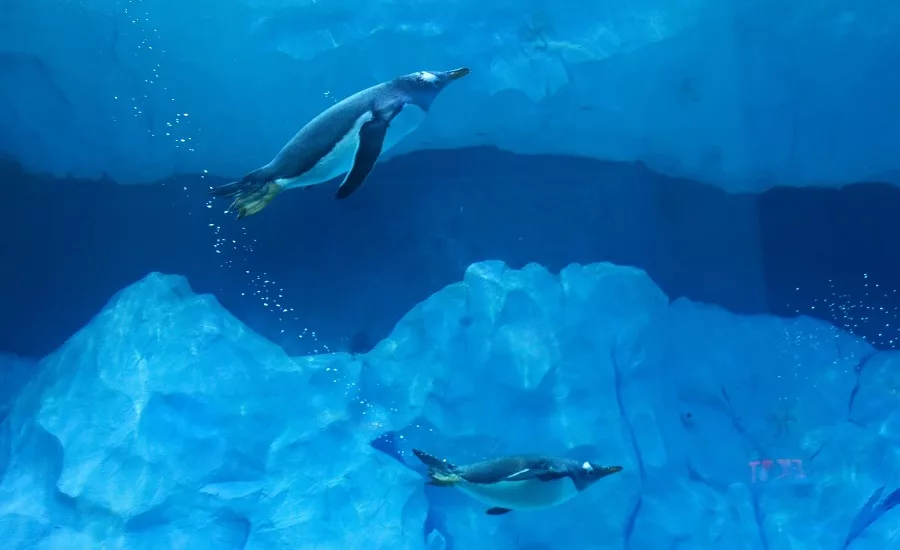 Detroit Zoo Penguin Exhibit 03