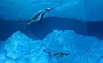 Detroit Zoo Penguin Exhibit 03