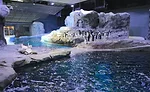 Detroit Zoo Penguin Exhibit 04