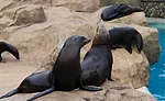 SeaWorld2