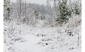 texas snow 1