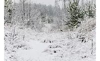 texas snow 1