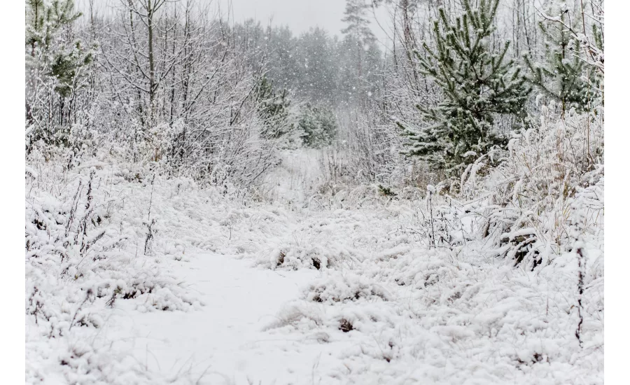 texas snow 1