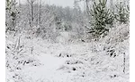 texas snow 1