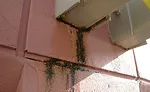 Concrete or Stucco Coating 