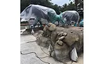 Pre blended stucco